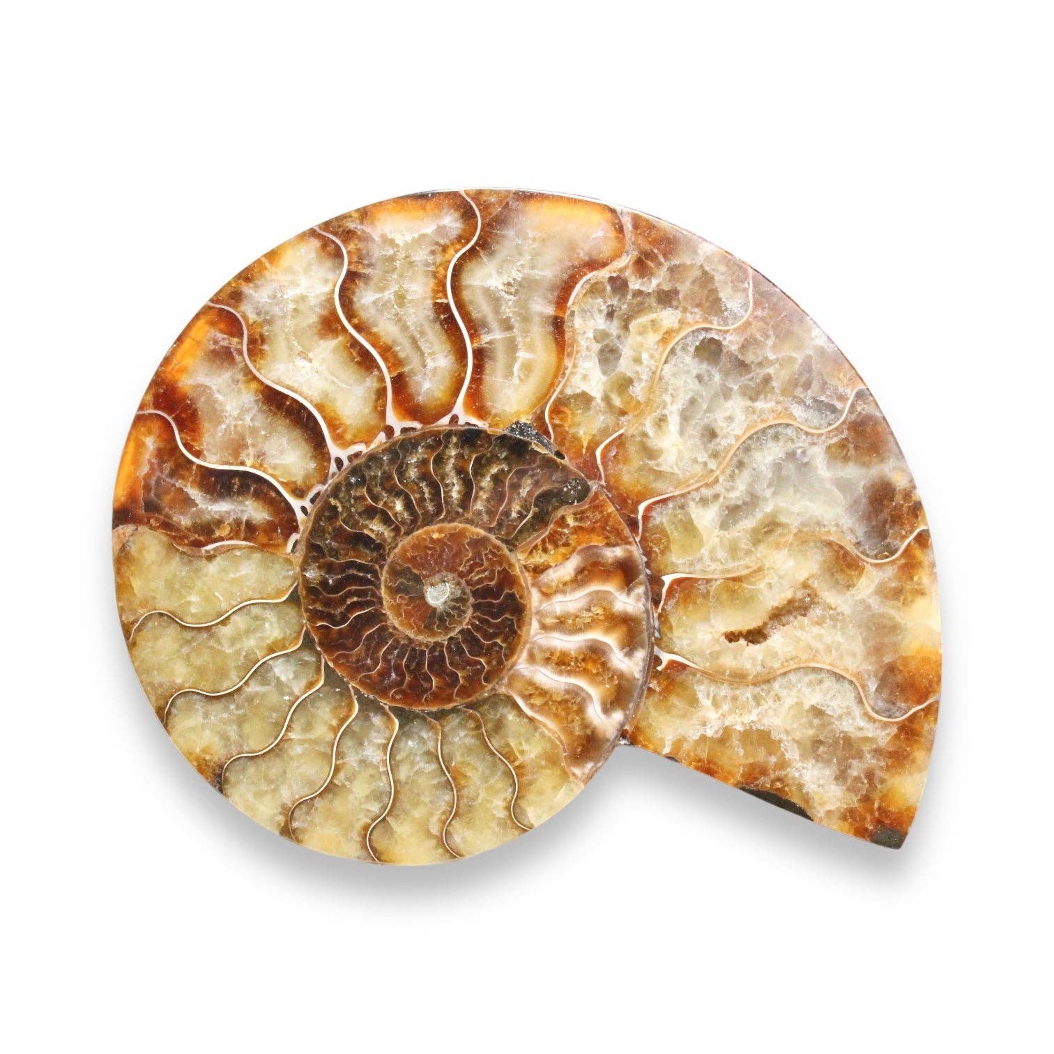 Foliesbijoux - Wholesale Spiritual Stone/Crystal - Ammonite fossil face polished individually0