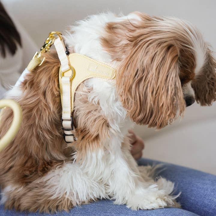 Cavology - Wholesale Pet Harness - Dog - DOG HARNESS STEP IN EASY-O - Butter Yellow2