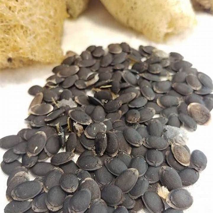 The Rike - Wholesale Plant Seeds - Luffa Seeds Sponge Gourd Ghosaval Loofa 3 pack x 40 Seeds1