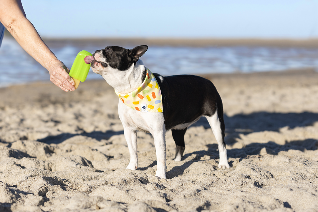 Dog Bandana Co. - Wholesale Pet Bandana - Dog - Popsicle Dog Bandana6