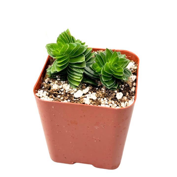 2" Crassula Buddha's Temple Plant - Sacred Succulent and other Purchase Wholesale fosforos pelicula. Free Returns & Net 60 Terms on Faire trending on Faire.