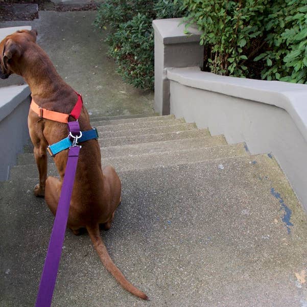 Imbracatura multicolore per la vendita all'ingrosso da parte di HINDQUARTERS