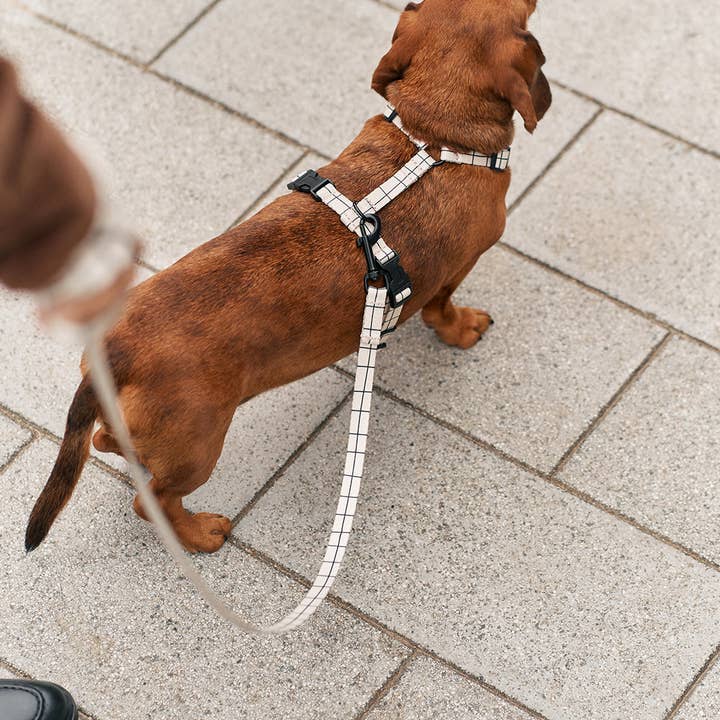 CAFIDE – Großhandel Haustiergeschirr – Hund – Geschirr aus recyceltem PET, Linea Beige Design, Juno