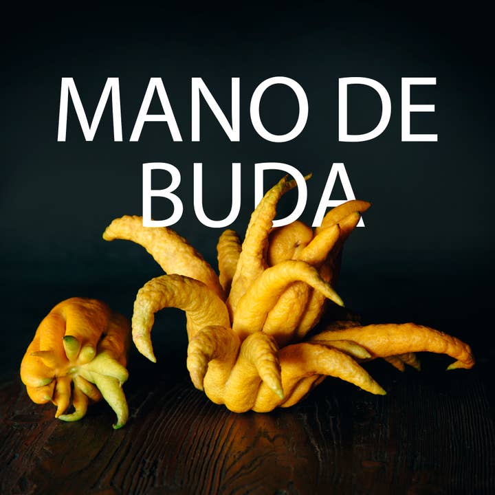 Botanic & Fruits - Wholesale Gedroogd fruit - Uitgedroogde hand van Boeddha4