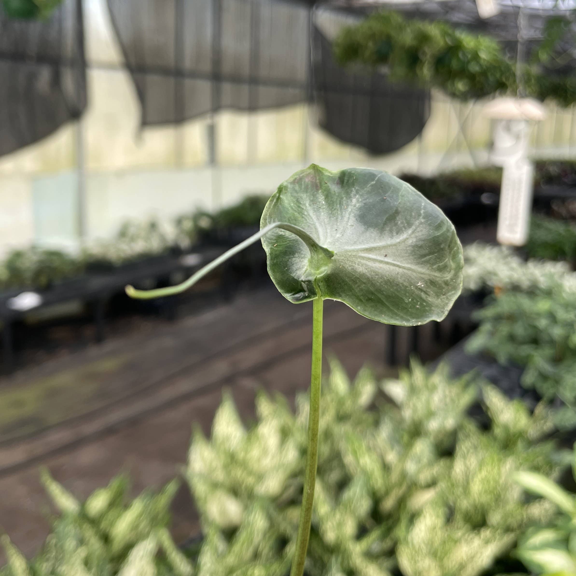 Thorsen's Greenhouse - Wholesale Live Plant - Alocasia Teletubbie - 4" Live Plant - RARE3