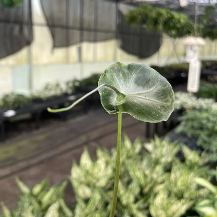 Thorsen's Greenhouse - Wholesale Live Plant - Alocasia Teletubbie - 4" Live Plant - RARE3