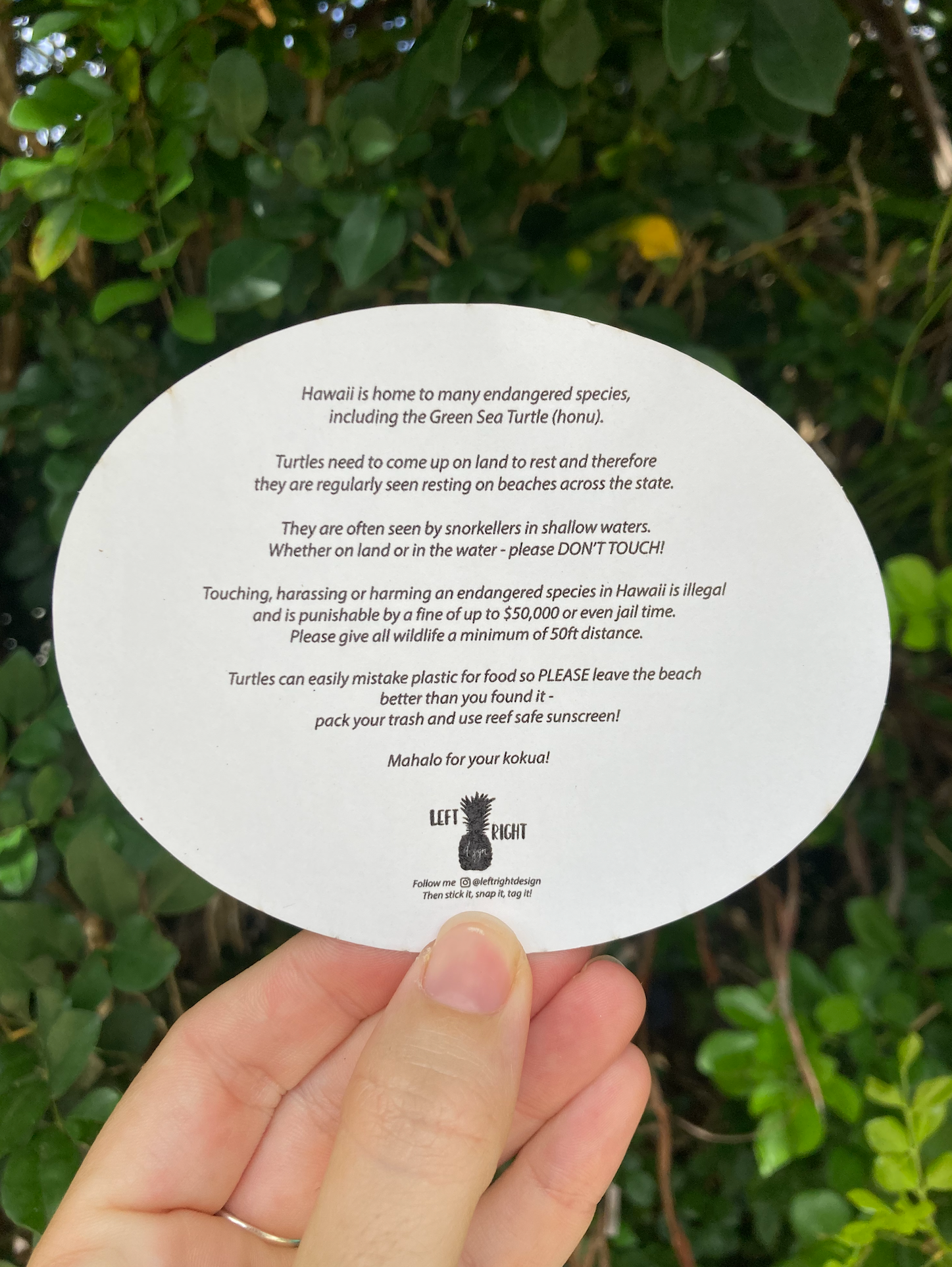 Left Right Design - Wholesale Sticker - No Hassle Da Honu Sticker2