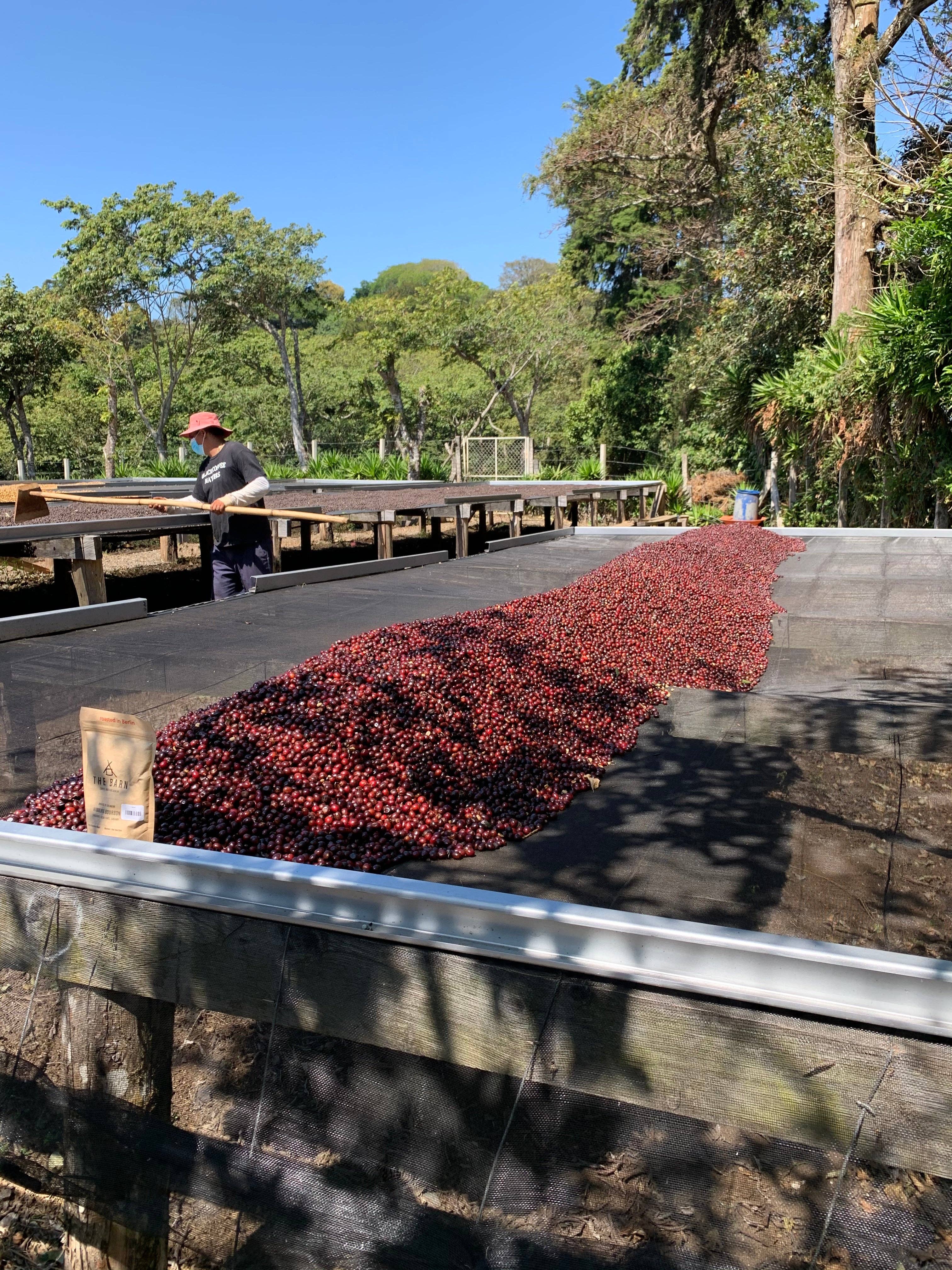 Renversant - Vendita all'ingrosso Caffè in grani - Caffè specialty Microlot Divisadero - El Salvador7