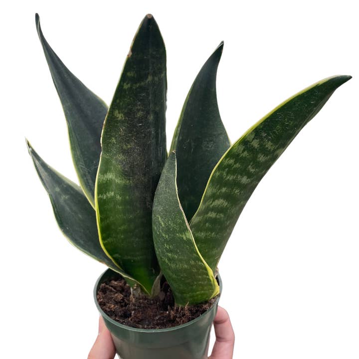 Serpent 'Fabi' pour la vente par Rooted Treasures Farms