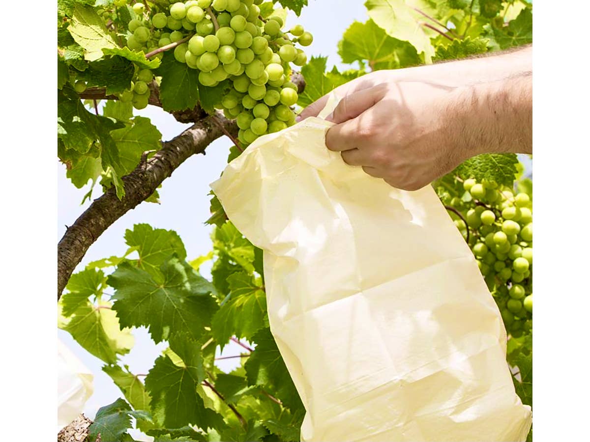 JARDIN Y NATURA OUTDOOR & GARDEN PRODUCTS SL - Wholesale Fruit Basket - Fruit protection bag (10u) - PROTTI FRUTTI3