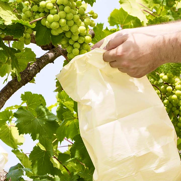 JARDIN Y NATURA OUTDOOR & GARDEN PRODUCTS SL - Wholesale Fruit Basket - Fruit protection bag (10u) - PROTTI FRUTTI3