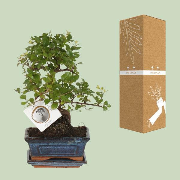 Oasis of Life - Wholesale Live Plant - Bonsai in S-Shape – Houseplant Ø15cm – Height approx. 15cm – Elegant Mini-Tree for Home & Office – Decorative & Easy to Care For2