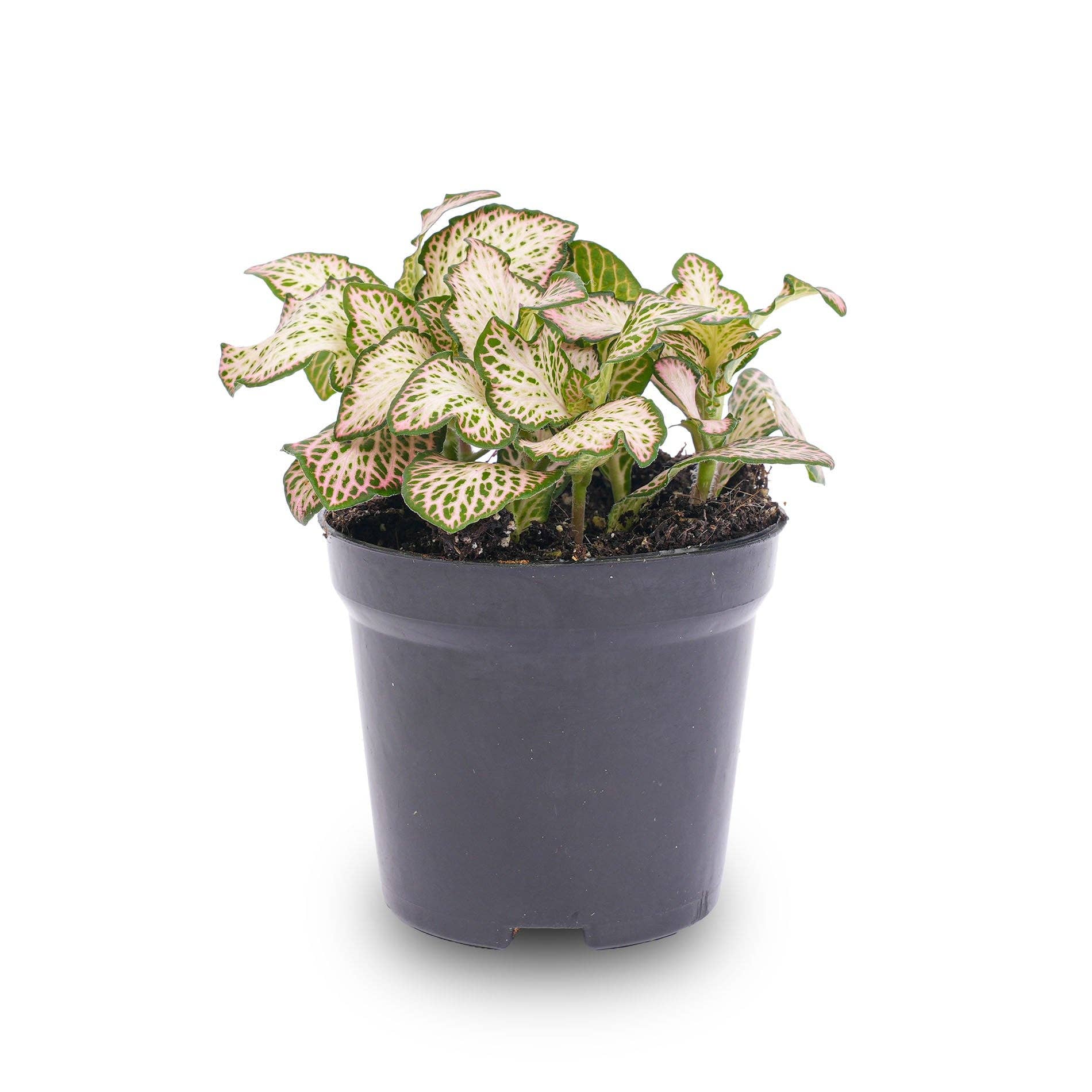 Trendhero.nl/b2b - Venta al por mayor Plantas naturales - Fittonia Pink Tiger - Rosa, blanco y verde - Planta de mosaico1
