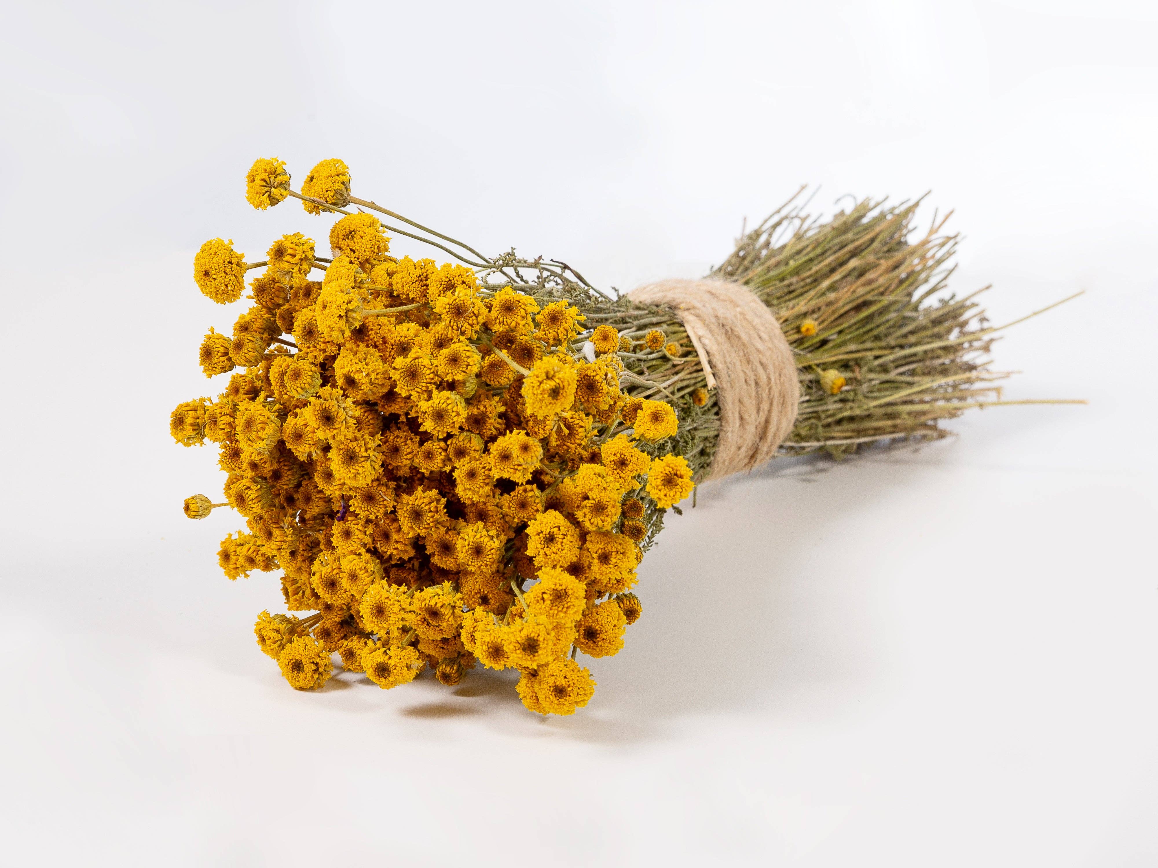Concari.flores Preservadas - Wholesale Dried/Pressed Flowers - DRIED CHAMOMILE BOUQUET5