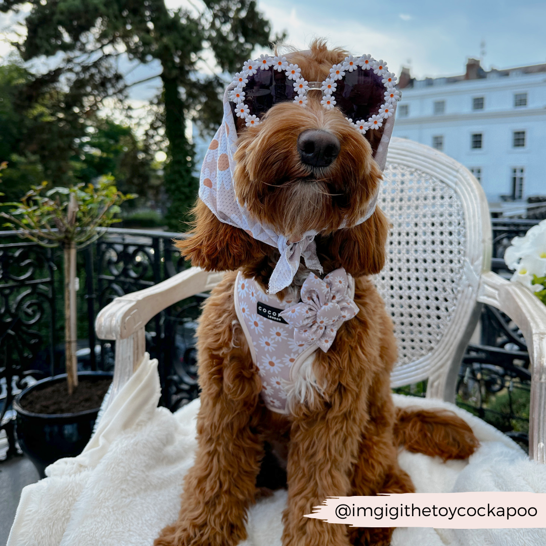 Cocopup London – wholesale Pet collar – Dog – Daisy Chain Collar Flower2