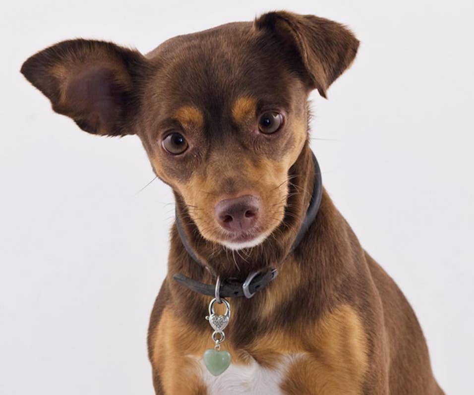 Crystal Pet Love - Wholesale Pet Collar Charm - Cat/Dog - Healing Green Aventurine Pet Pendant for Crystal Support