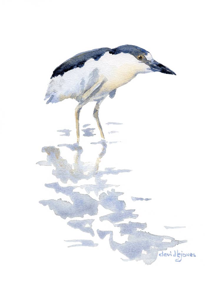 "Pretty Bird" (Black-Crowned Night Heron Art Print) for wholesale by davidkjonesart