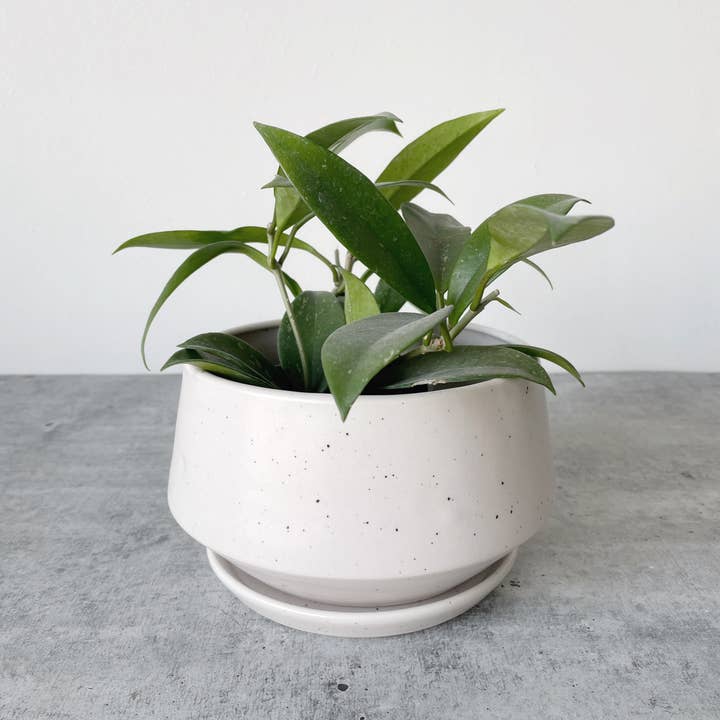 Little Fire Ceramics - Wholesale Plant Pot - Anna Bowl Planter