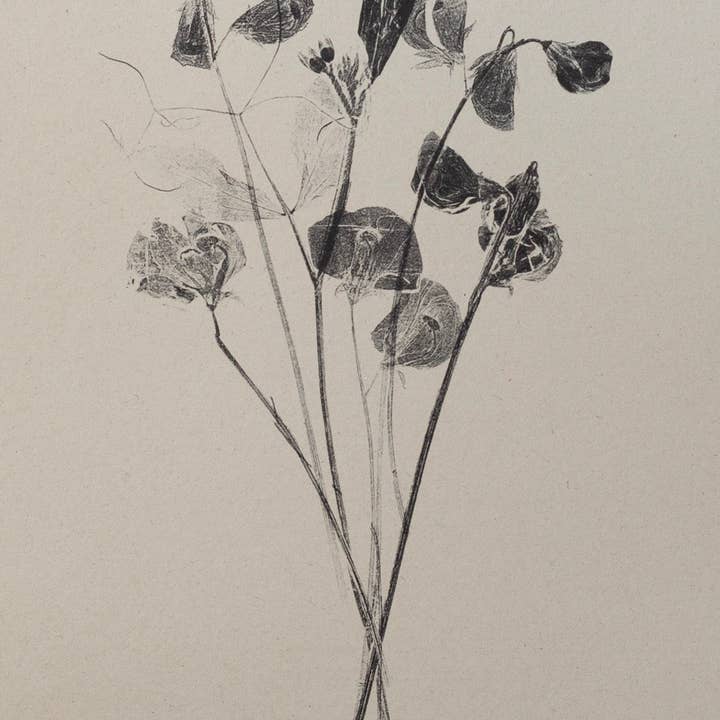 Alicia Breakspear - Wholesale Art Print - Botanical Art Print A5 A4 A3 Sweet Peas Flower Print 3