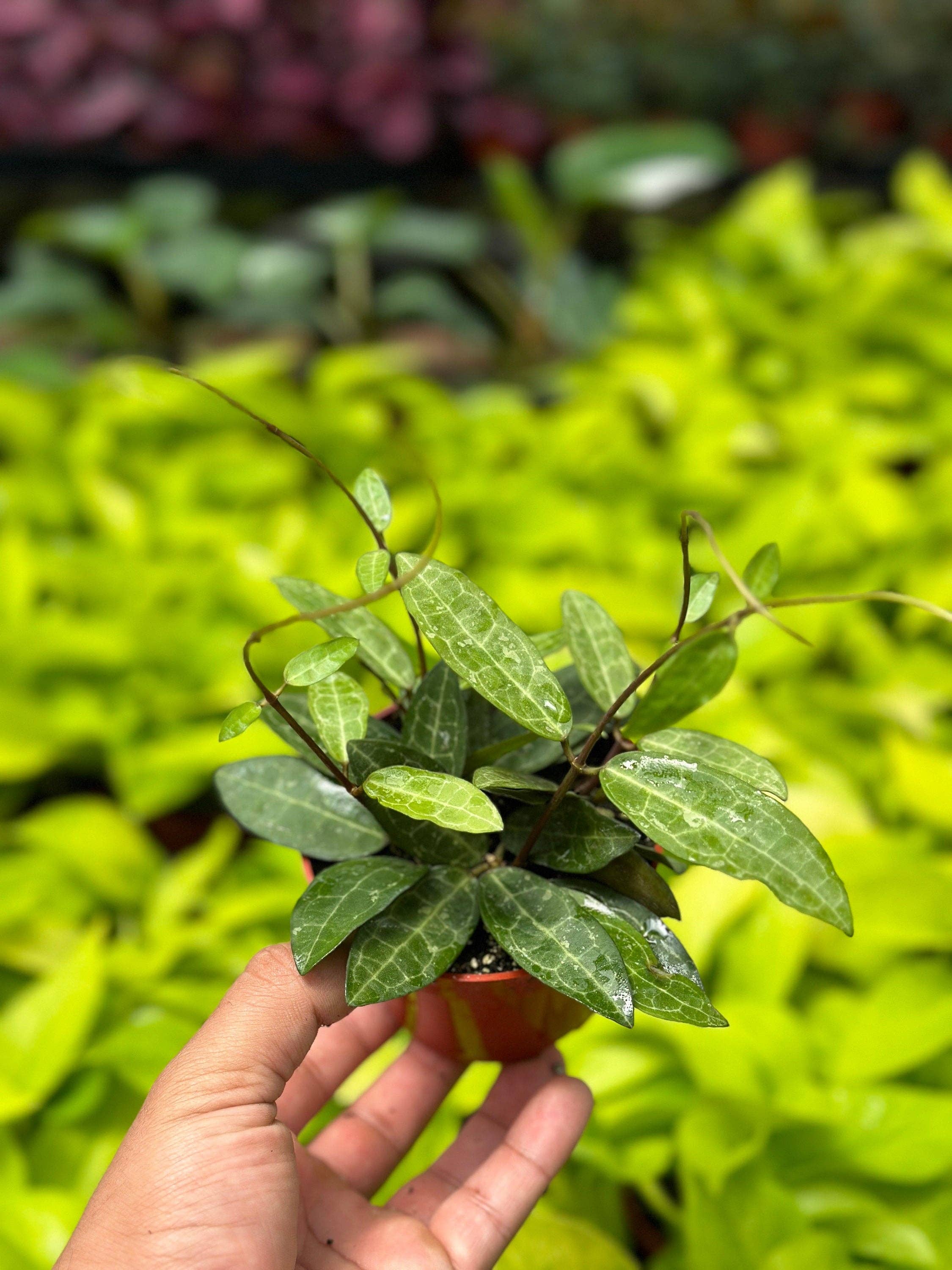 MyPlants LLC - Wholesale Live Plant - Hoya Elliptica - 4" from MyPlants2