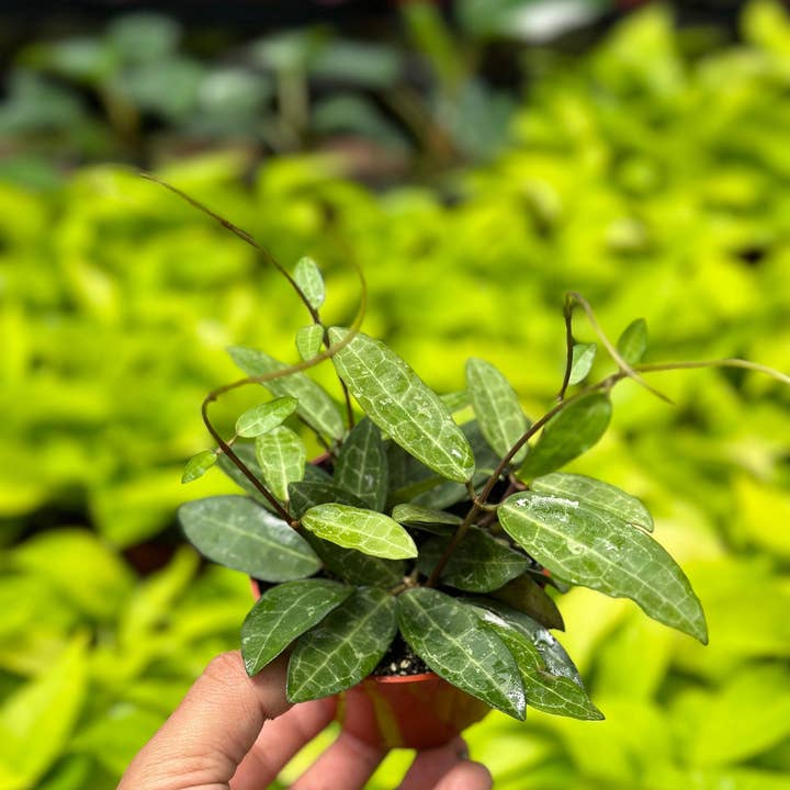 MyPlants LLC - Wholesale Live Plant - Hoya Elliptica - 4" from MyPlants2