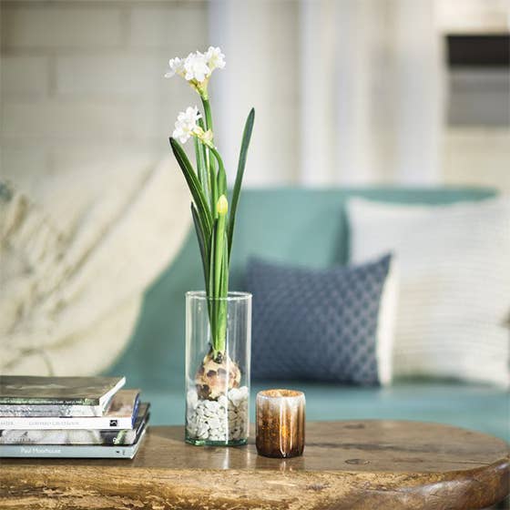 JONQUILLES EN CRISTAL UD-KIT et autres tendances Résultats pour bulbes fleurs en vente B2B. Retours gratuits et paiement à 60 jours sur Faire sur Faire.