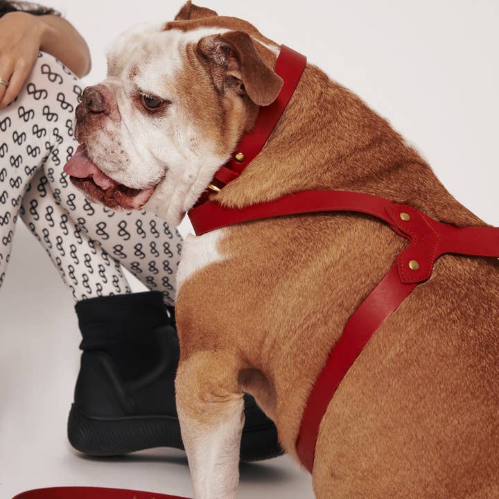 Muso & Co – Großhandel Haustiergeschirr – Hund – Klassisches Geschirr aus pflanzlich gegerbtem Leder