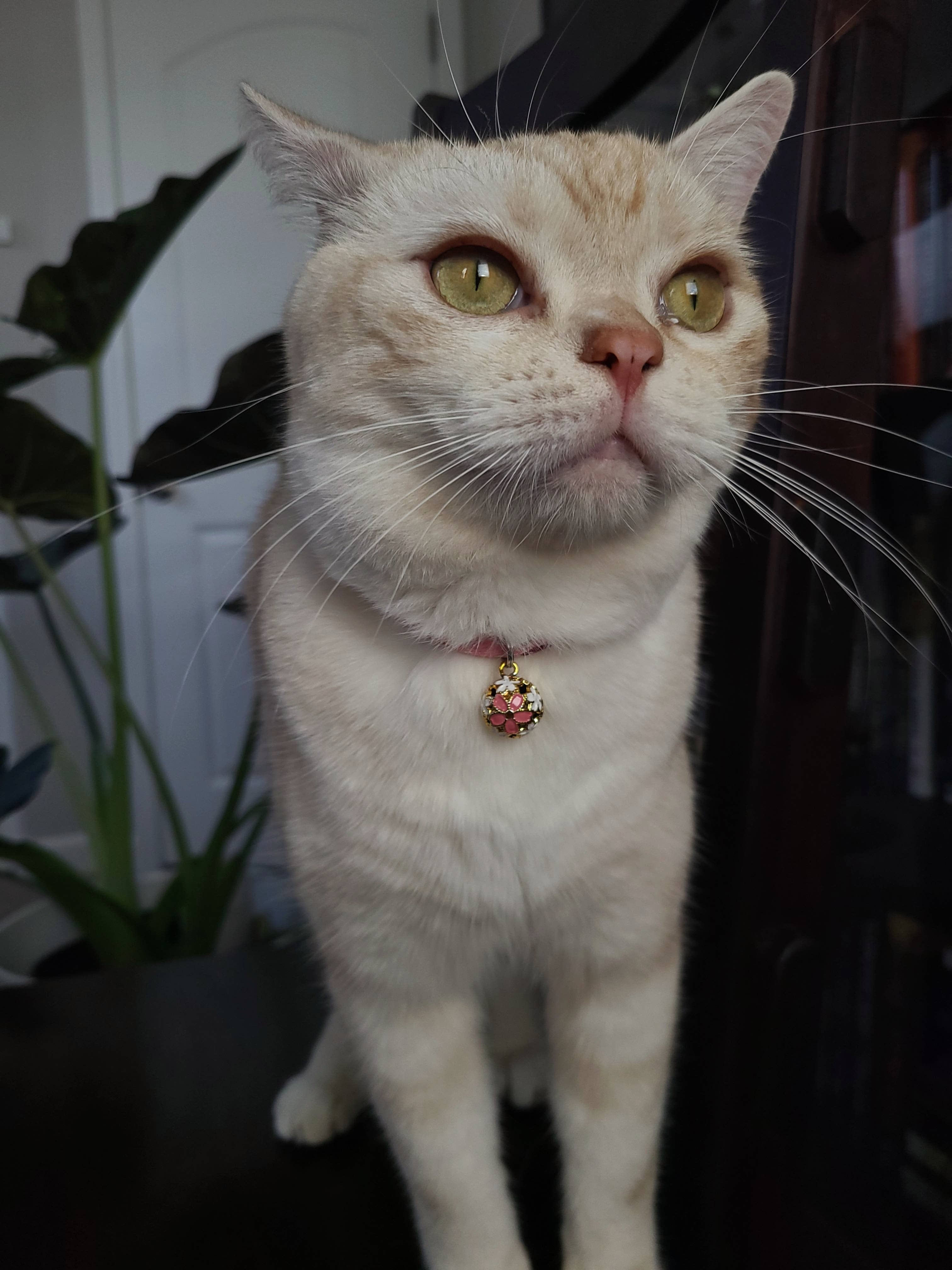 MOON-X USA, INC. - Wholesale Pet Collar - Cat - Chirimen Sakura Cat Collar (Pink)3