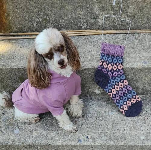 Eco-Pup - Wholesale Pet Hoodie - Dog - Apple Hoodie - Ginger1