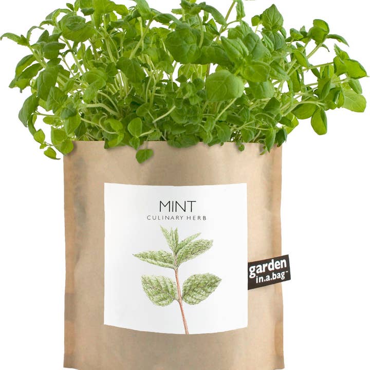 Potting Shed Creations, Ltd. - Wholesale Plant Seeds - Garden in a Bag | Mint | Great gift for Cooks