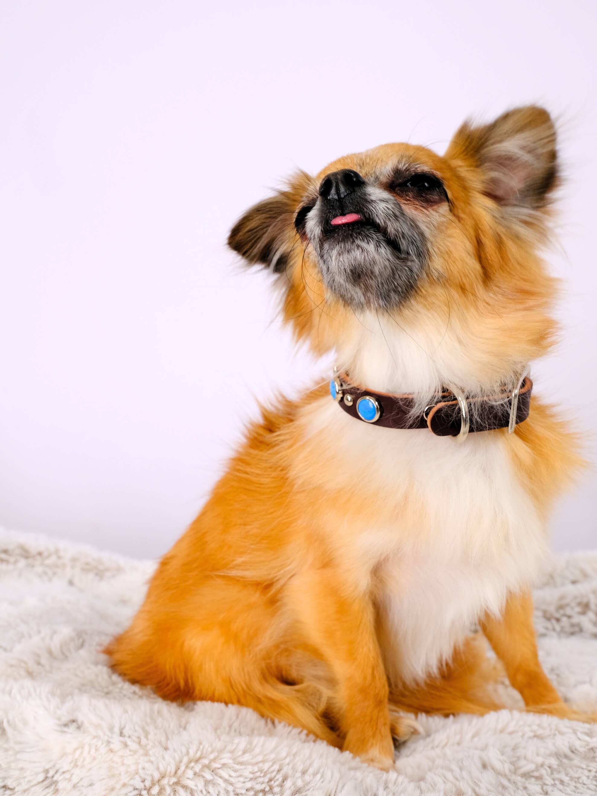 Mimi Green - Wholesale Pet Collar - Dog - Turquoise Studded Leather Dog Collar Belt Buckle – Billy2