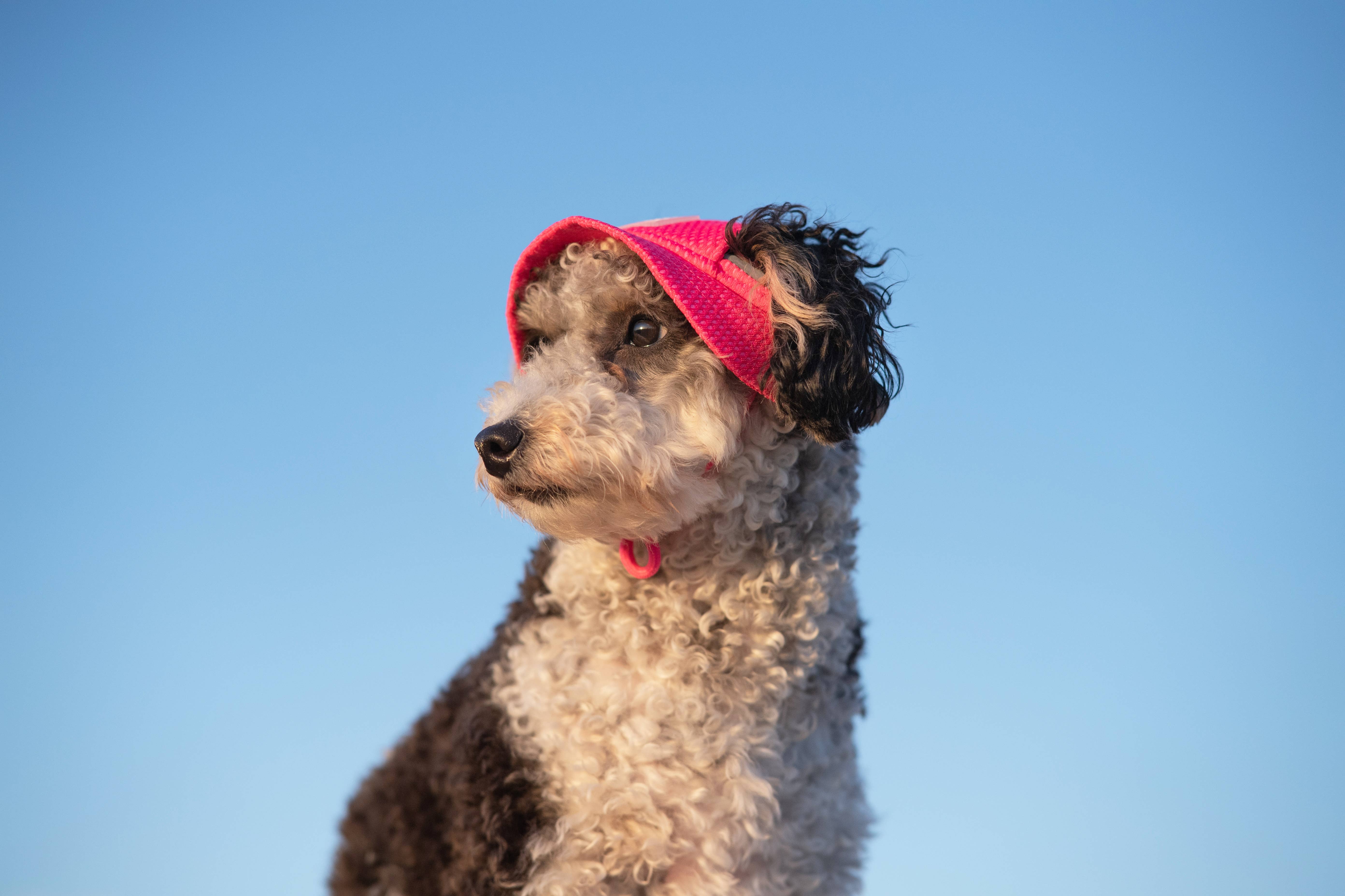 Rose fluo Canada Pooch Chill Seeker Chapeau rafraîchissant pour chien (rose néon) en vente sur Faire5