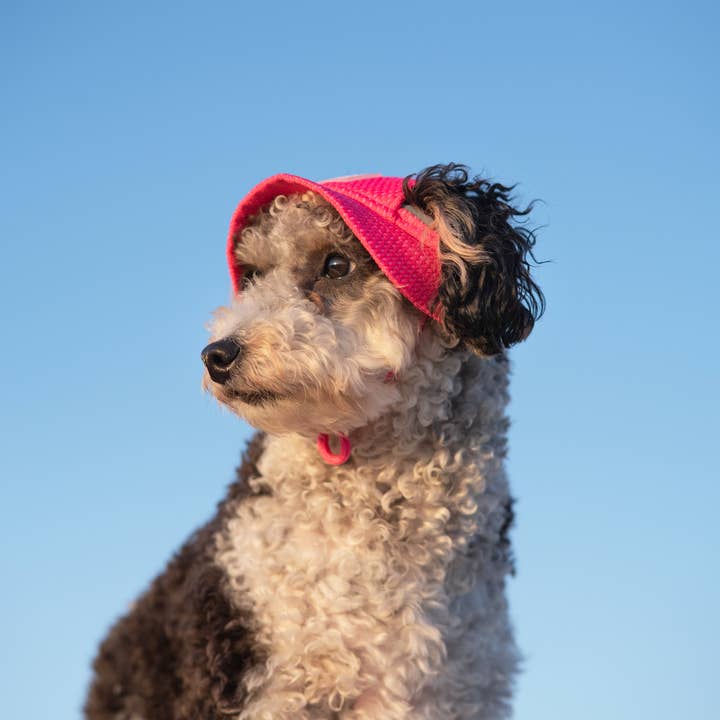 Rose fluo Canada Pooch Chill Seeker Chapeau rafraîchissant pour chien (rose néon) en vente sur Faire5
