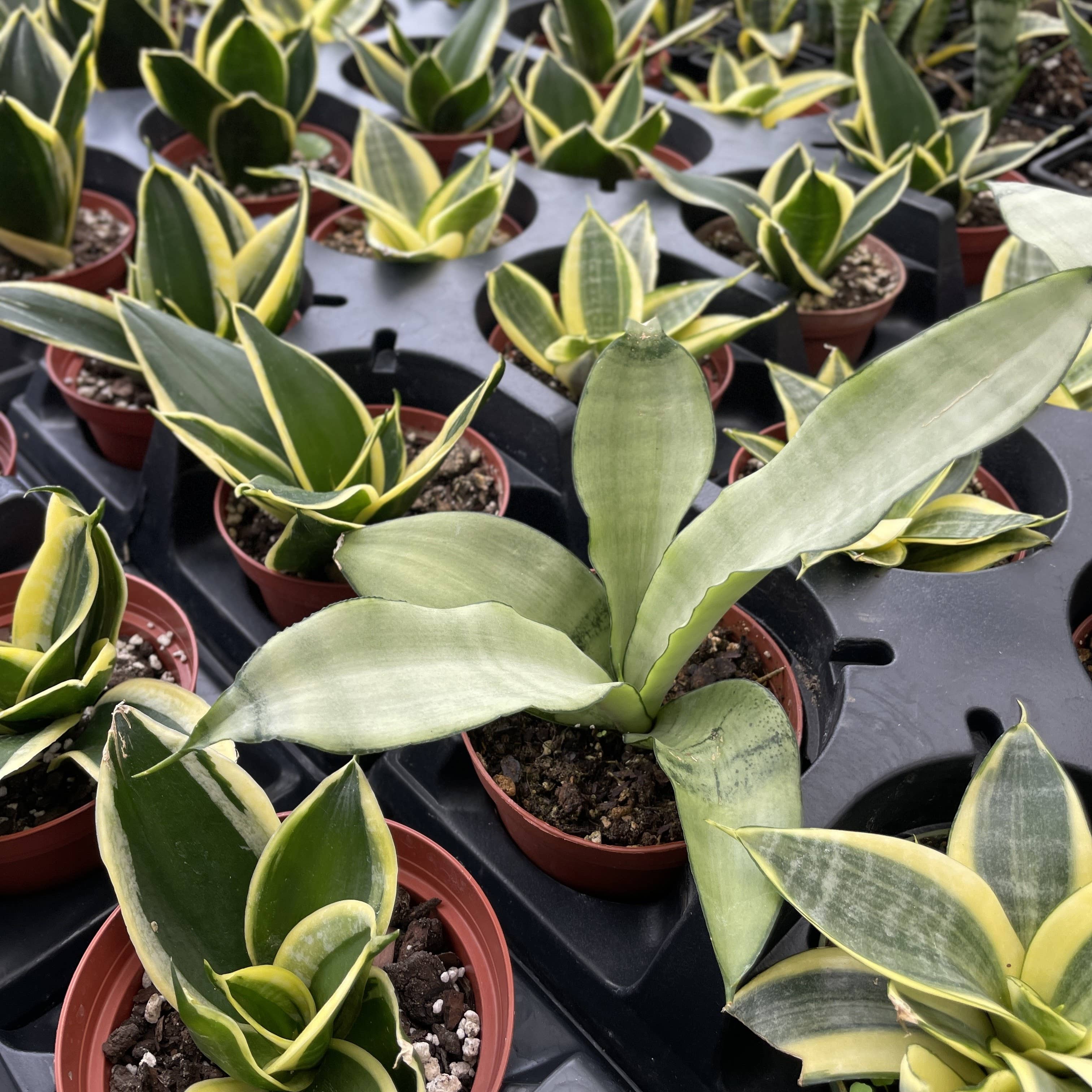 Thorsen's Greenhouse - Wholesale Live Plant - Bird's Nest Snake Plant - Live Plant - Assorted Varieties15