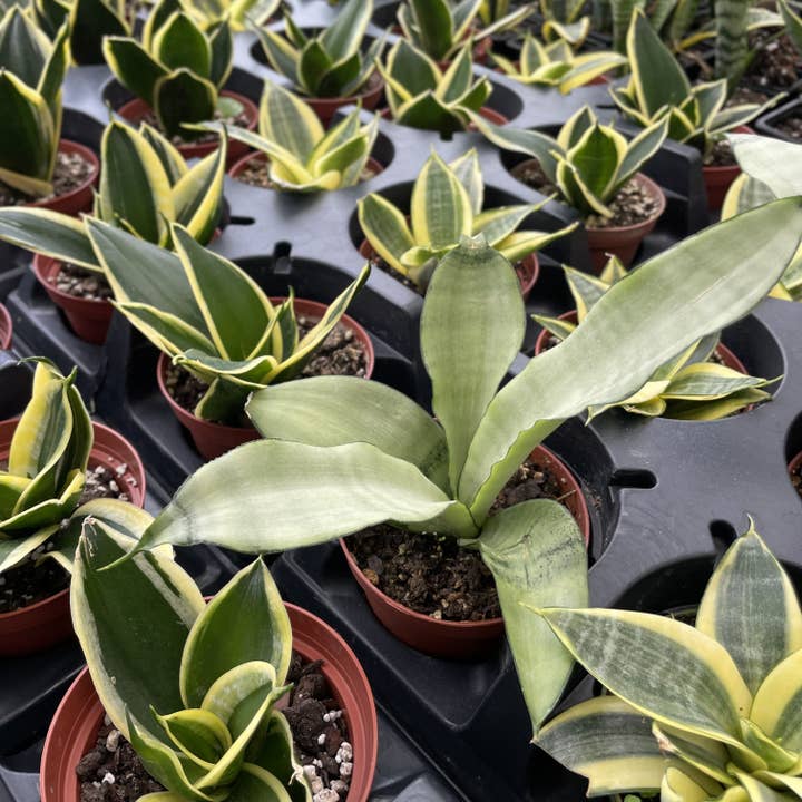 Thorsen's Greenhouse - Wholesale Live Plant - Bird's Nest Snake Plant - Live Plant - Assorted Varieties15