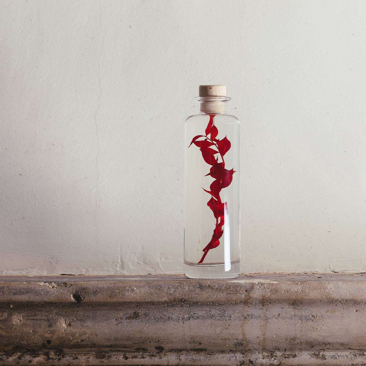 Theophile Berthon - Wholesale Live Plant - Red Ruscus Herbarium submerged plant14