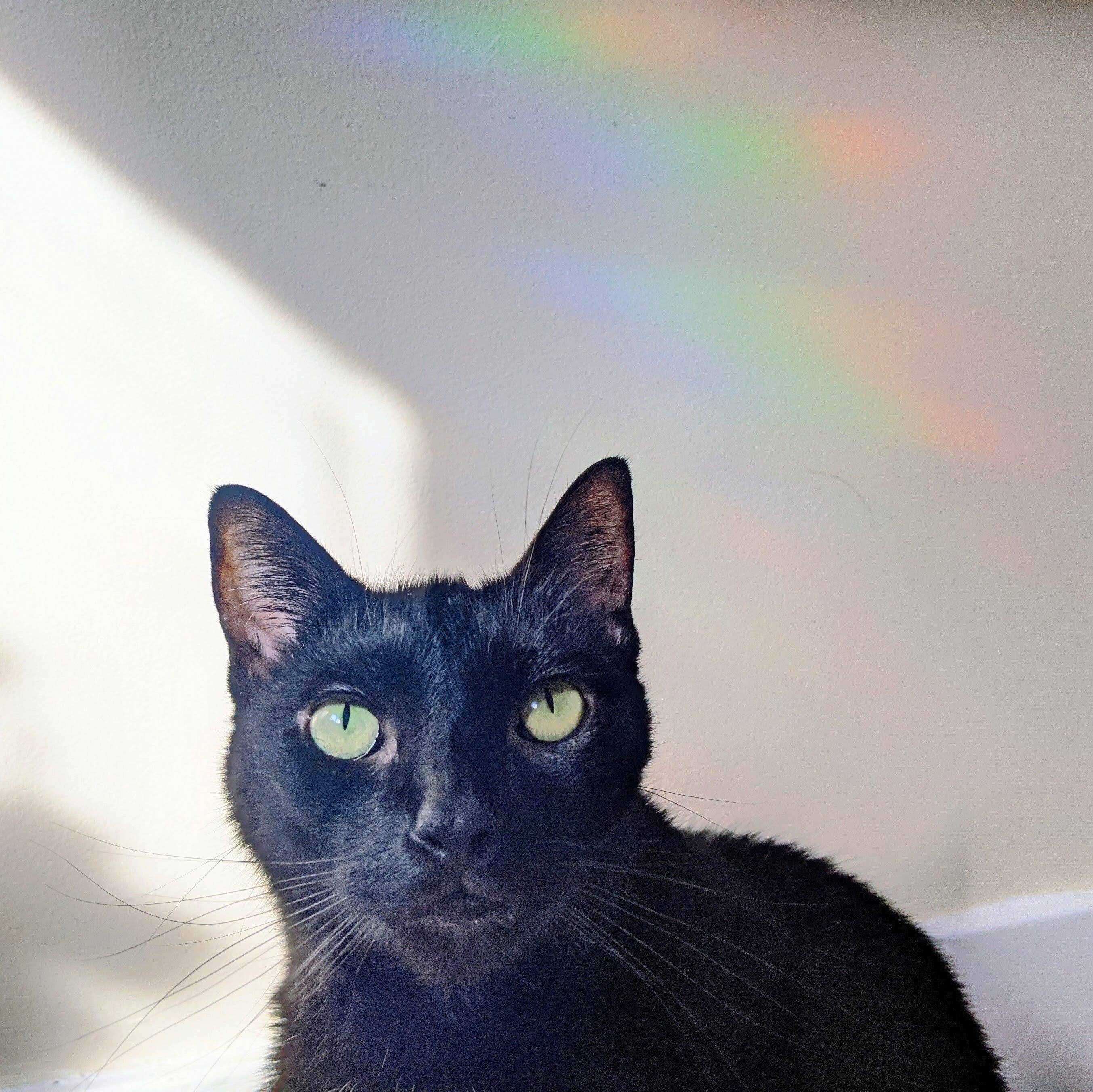 Prismatic Kitty - Vente Attrape-soleil - Capteur de soleil Vagues de l’océan | Décoration côtière | Autocollant de fenêtre7