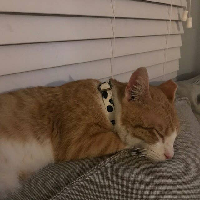 Very Vintage Designs - Wholesale Pet collar – Cat/dog - Moo - Cow Organic Cotton Pet (Dog & Cat) Collar7