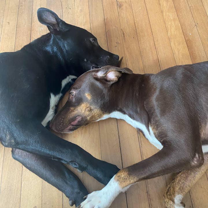 Sweet ʻŌkole Soap Co. - Wholesale Pet Shampoo - Dog - Natural Vegan Pet Soap Dog or Cat Shampoo Bar Non-Toxic7