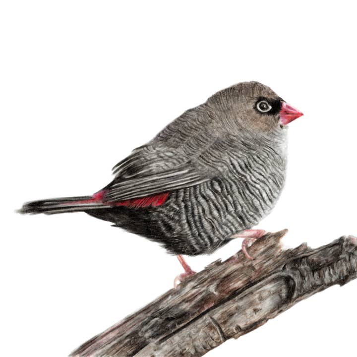 "A Flash of Scarlet" Firetail Backyard Bird Fine Art Print for wholesale by Jenna Chartrand Coloured Pencil Fine Artist