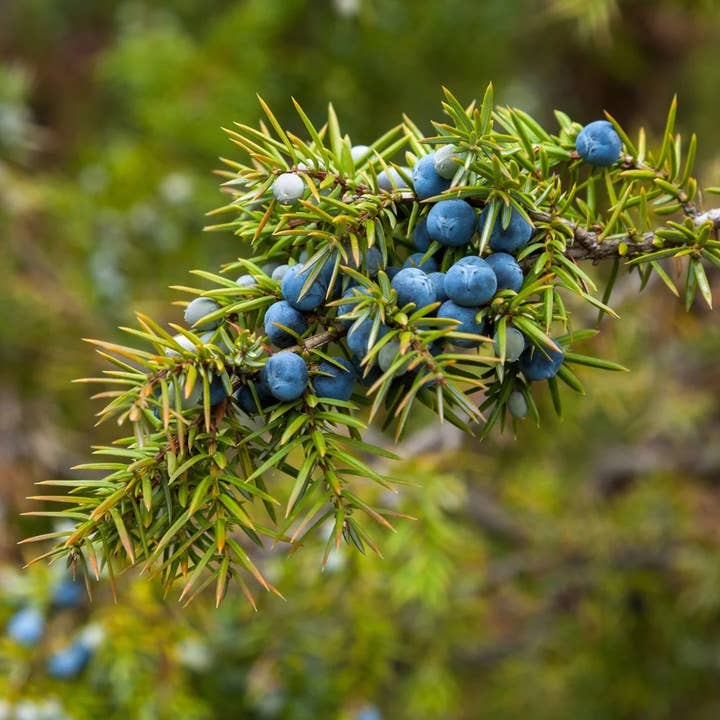 Juniper Breeze Type for wholesale by Barclay Mountain Candles