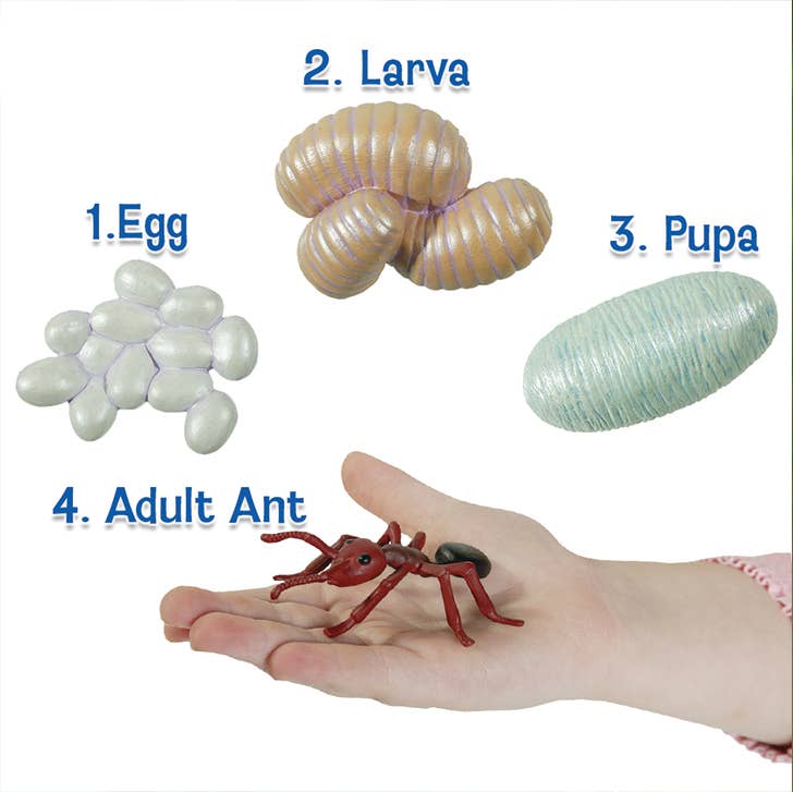 Insect Lore – wholesale Figurine toy – Kids – Life Cycle Figurines - Ant1