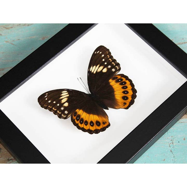 Hypolimnas Pandarus Butterfly in een lijst voor wholesale door Newman Art Designs