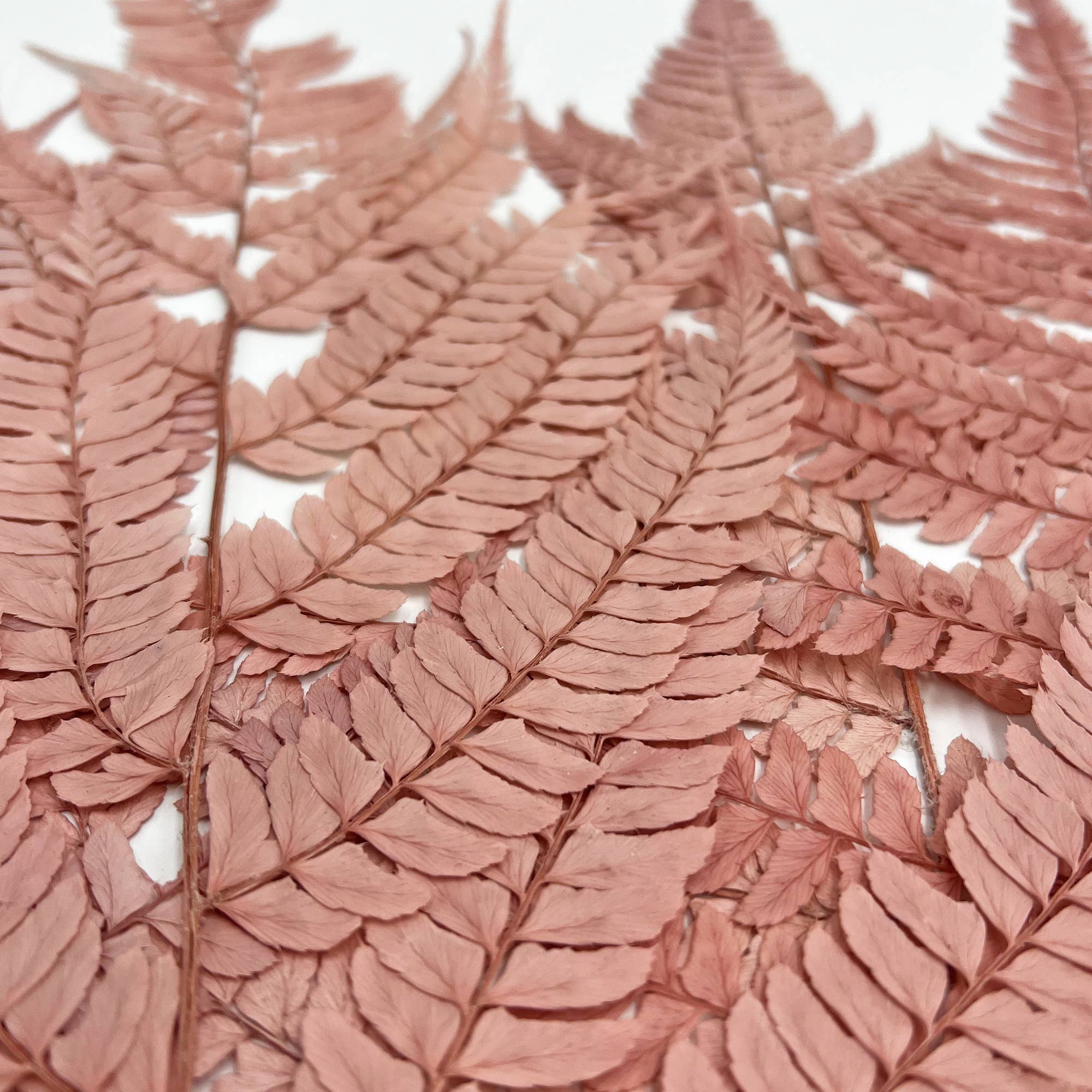 2626 Designs - Wholesale Dried/Pressed Flowers - Dried Preserved Fern 14"7