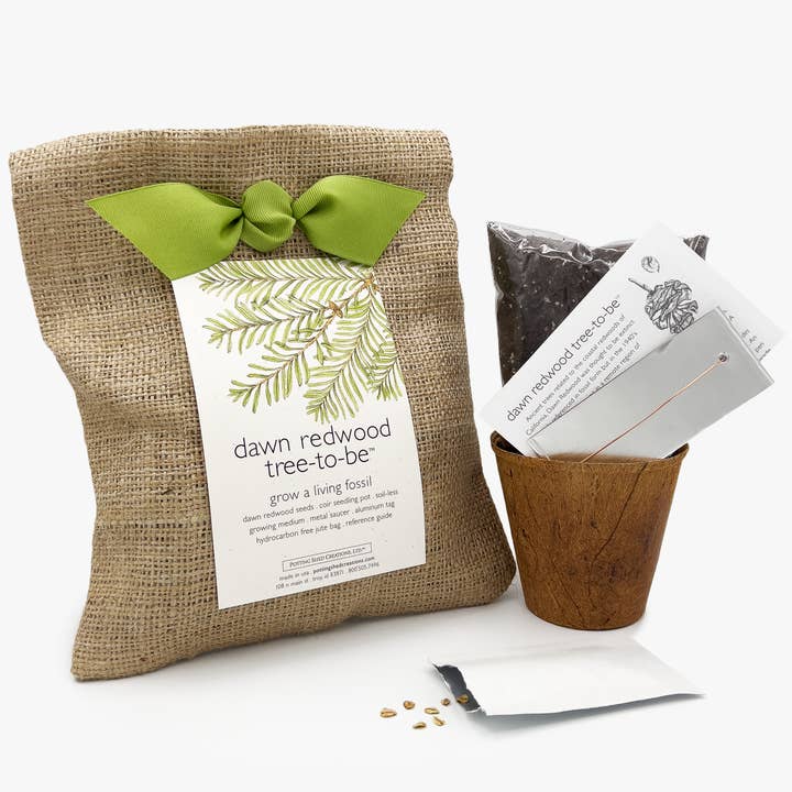Potting Shed Creations, Ltd. - Wholesale Plant Seeds - Tree to Be | Dawn Redwood | Fall & Corporate Gift idea3