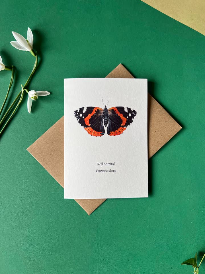 Red Admiral, Blank Greeting Card for wholesale by Tansy Moore