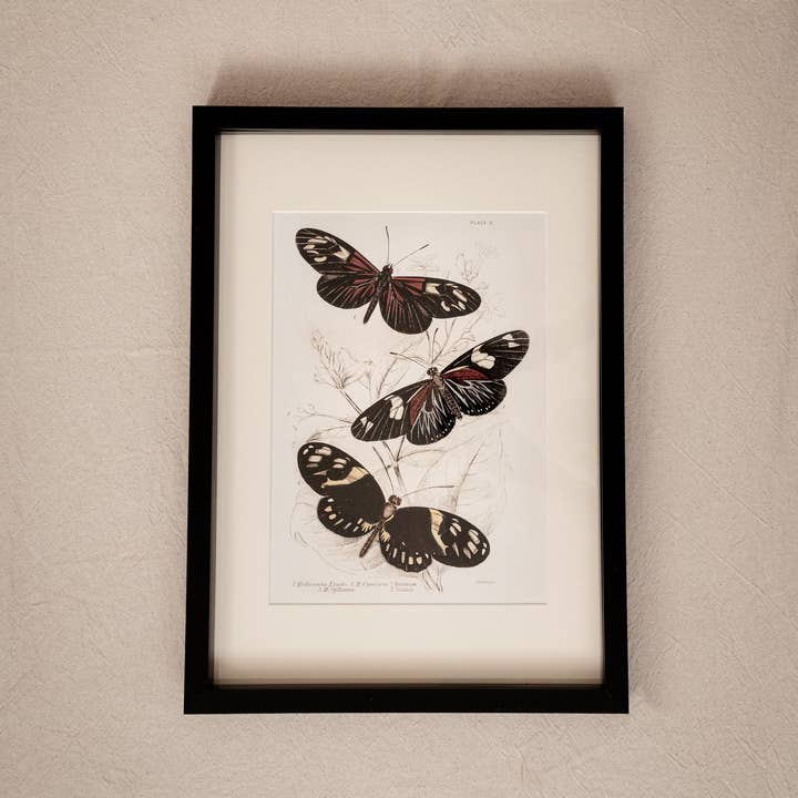 Coultura - Wholesale Gallery Wall Set - Framed Gallery Wall Set – Vintage Butterfly Botanical Art Prints (Set of 6, Black Noir Frame)3