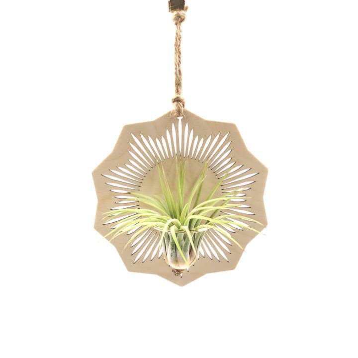 Sunburst Air Plant Holder for wholesale by So Very Lovely