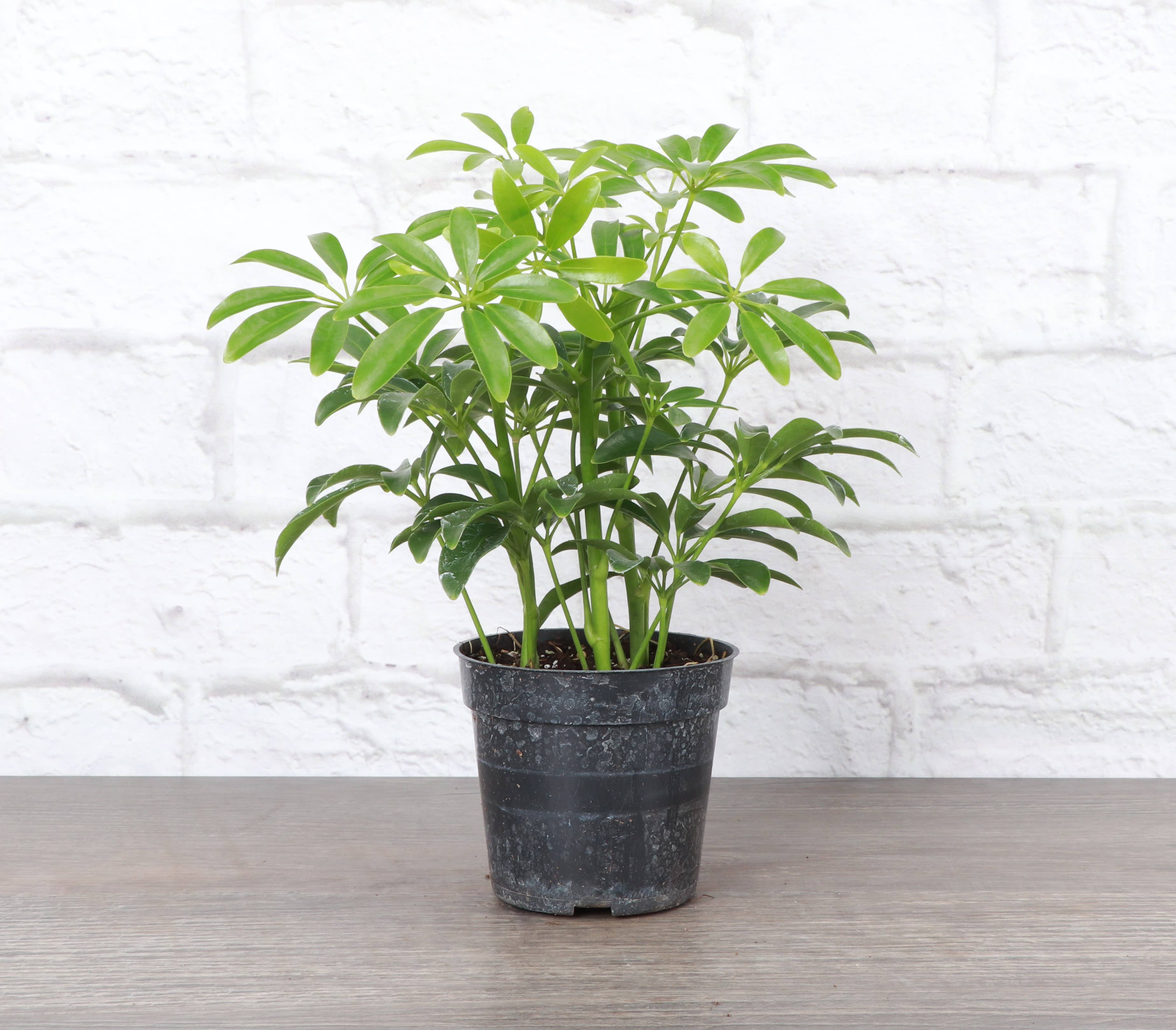 Thorsen's Greenhouse - Wholesale Live Plant - Schefflera Arboricola -  Live Plant9
