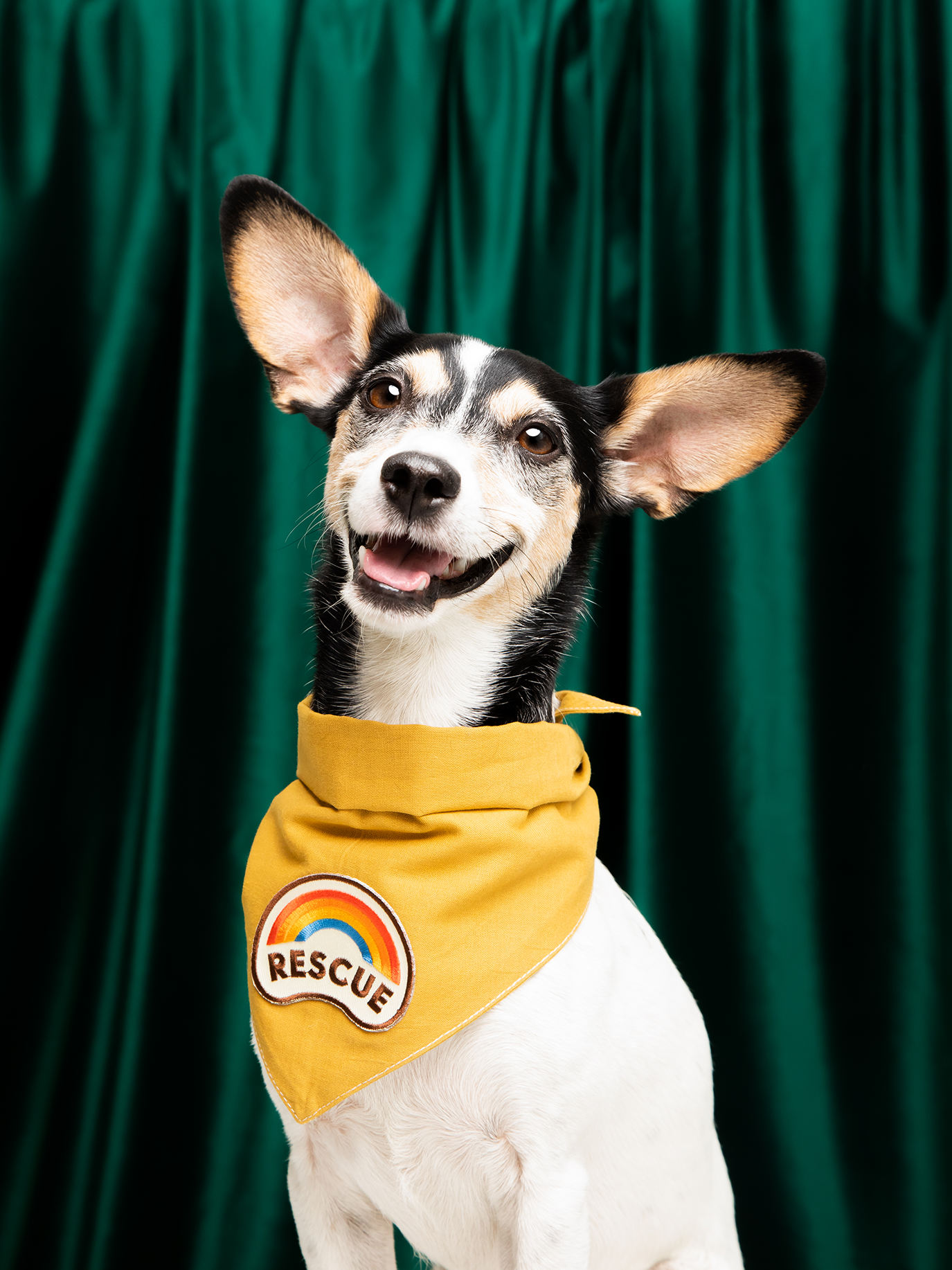 Scout's Honour Pty Ltd - Vendita all'ingrosso Bandana - Cani - Toppa termoadesiva di soccorso per cani e gatti2